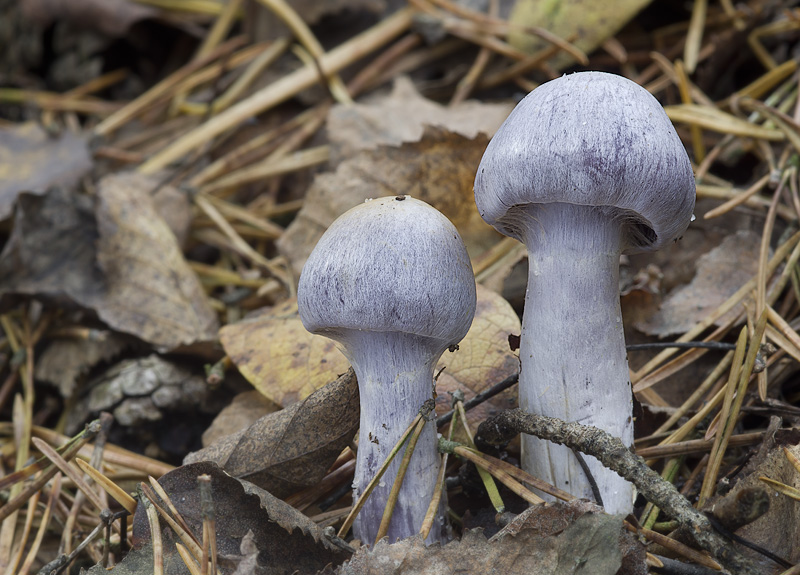 Cortinarius alboviolaceus